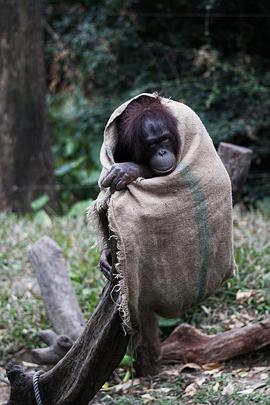 奇趣動物園粵語